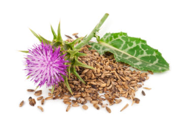 Milk Thistle Flower and Seeds