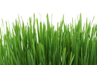 Wheatgrass and/or Barley Grass