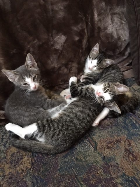 Our 3 12-13 week old kittens (crosses between a tabby and a Sealpoint Siamese)